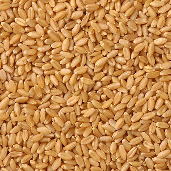 Sharbati wheat