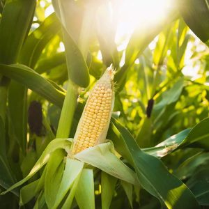Maize (Corn)
